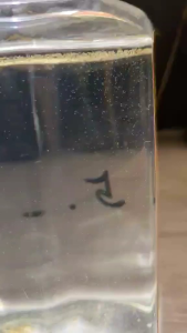 ไข่ไรน้ำนางฟ้า มงกุฎทอง (GOLDEN CROWN) 0.3 กรัม