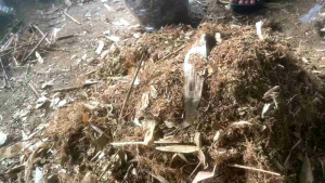 Humus Bambu Murni & Alami: Nutrisi Sehat & Bergizi