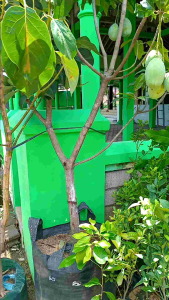 bibit mangga manalagi super siap berbuah lebat okulasi