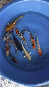 JAPAN KOI LOCAL BREED SUPER GRADE 9/10” sizes  10pcs RAMADHAN COMBO at RM1688 + shipping RM100 ( 2 XL boxes ) with FREE GIFTS !!