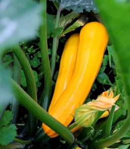 5 BUTIR BIJI/BENIH TANAMAN ZUCCHINI PANJANG GOLDEN GLORY