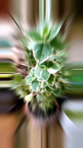 Mexican Mint/ Bangun-bangun