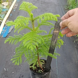 สนฉัตร ถุง4×8สูง35-50