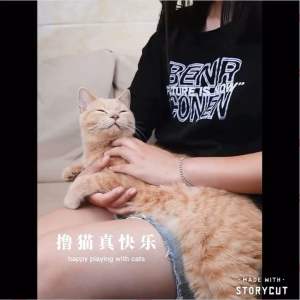 [READY STOCK] Pet Beauty Comb Grooming Brush Pet Hair Removal Hair Cleaning | Sikat Kuching | 宠物梳子 宠物毛打结梳 宠物美容 宠物护理