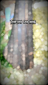 Parang Panjang Baja PER Asli Madura Ukuran 47 Cm Golok Baja PER Super 57 Cm / Golok Pemotong Daging / Pisau Madura / Golok Madura / Parang Tebas Bambu Atau Kayu / Alat Tebas Kayu Hutan