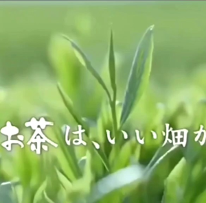 Japan Itoen Oi Ocha Green Tea(20pcs)