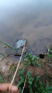 Esen Naon Best seller aroma lumut 10 ml