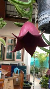 เก๋งจีน ดอกระฆัง Stapelia leendertziae (Black Bells) ฟอร์มกอใหญ่ กระถาง4-5นิ้ว ไชด์พร้อมให้ดอกสวยปังมากๆ ส่งแบบเคาะดิน รากแข็งแรง ลูกค้าเอาไปปลูกเอง