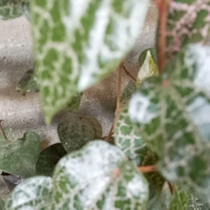 Tanaman herbal sirih merah / tanaman hias herbal/ obat alami daun sirih merah