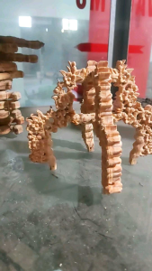 trao lồng chim tích hoa mai.