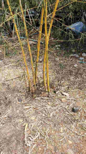 Nadthida ต้นไผ่เหลืองซางคำ ต้นไม้ตาย ระหว่างขนส่งเคลมฟรี ไผ่เหลือง ไม้ประดับ ไม้มงคล ต้นไผ่ ไผ่เหลือง มงคล