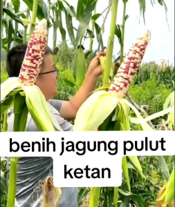 40 BUTIR BIJI/BENIH JAGUNG KETAN PULUT PUTIH UNGU