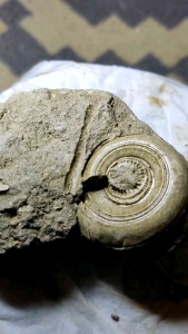 Patung batu posil keong buntet temuan sungai original