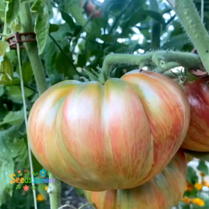 [Virladia Seeds] Biji Benih tanaman Tomat Pink Jazz