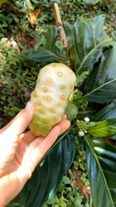 ( 4.LÍT - LOẠI ĐẶC BIỆT ) NƯỚC NẤU CHƯNG CẤT TINH CHẤT TRÁI NHÀU)