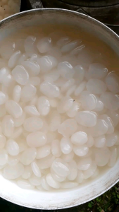 Kolang Kaling Fres Bahan Manisan Kolang Kaling Buah Aren Netto 500gr