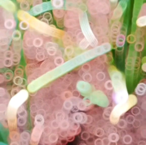 BENIH CAP PANAH MERAH BAWANG LOKANATA (KEMASAN PABRIK)