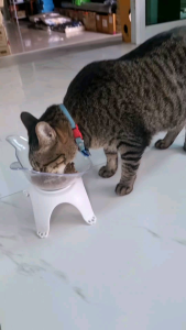 ผงโรยข้าวแมว สุนัข 50g จากเนื้อสัตว์แท้ ฟรีซดราย แก้เบื่ออาหาร กินข้าวอร่อย momopets Topping Protein Power เสริมอาหาร เสริมโปรตีน ผงแมวอ้วน ไก่ตับไข่ ขนมแมว