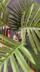 DASTER REMPEL | DASTER KANCING | DASTER VIRAL | DASTER MOTIF LUCU