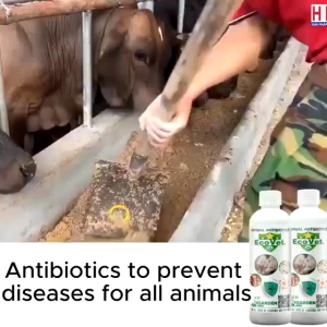 Ecovet: Solusi Memperkuat Ketahanan & Melengkapi Nutrisi Penting untuk Hewan Ternak
