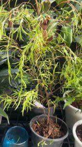 หลิวออสเตรีย ใบสวย ทรงเก๋ ขนาด6นิ้ว