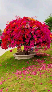 tanaman bunga bogenvil 3 warna murah / bibit bonsai bunga bougenville 5 warna Banyak warna dan pilihan