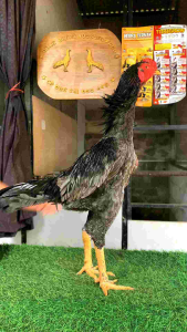 obat ayam tembolok macet atau keras RAID PLUS obat untuk mengobati masalah pencernaan seperti tembolok macet atau keras pada ayam