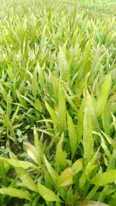 Kadaka Mini Aquascape Media Lempeng Pakis isi 30 Pcs