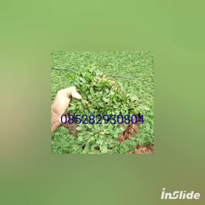 Tanaman hias likuanyu per 5 polibag/Tanaman juntai/Tanaman hias gantung/pot gantung