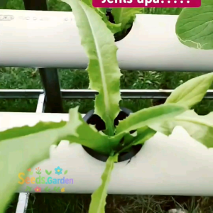 [TERLARIS] BIJI/BENIH SAYURAN SELADA WANGI SIOMAK F1