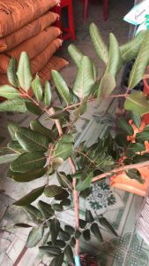 Cây nhản xuồng cơm vàng