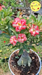 Super Jumbo Grafted Adenium: An Easy Care Ornamental Indoor Plant