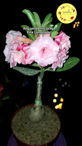 Rare Grafted Adenium MULTI PETALS