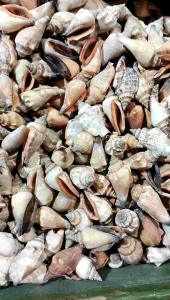 cangkang kerang koleksi - kerang bibir - kerang lambe ecer - kerajinan kerang - kerang untuk dekorasi - kerang fotografi