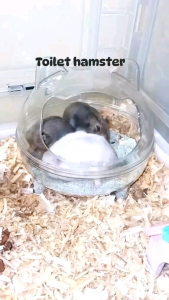 TOILET HAMSTER MODEL KARAKTER BAHAN AKRILIK《KODE#7》