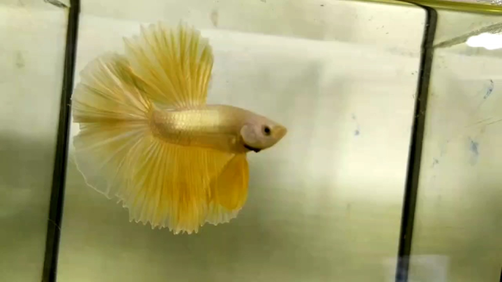 HALFMOON 24K SUPER GOLD BETTA (GRADE AAA) RARE SPECIMENS