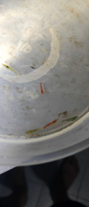 Mix Low Grade Neocaridina Shrimp 7pcs - Swimming among green aquatic plants in a tank.