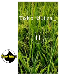 Jaring Penutup Sawah Senar 015: Solusi Tahan Lama untuk Burung Pipit