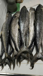 ปลาอินทรีย์เค็มหอมแท้ ระนอง คัดพิเศษ ยก1ตัว น้ำหนัก1000กรัม ราคา590 เนื้อนุ่มเค็มน้อยอร่อยติดปาก