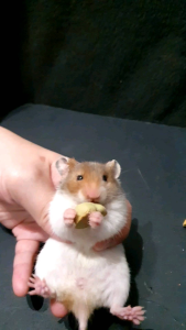 仓鼠磨牙饼干 鸡肉蔬菜小零食 宠物粮食 营养丰富 适合日常喂养 Hamster Dental Biscuits Chicken & Vegetable Snacks Nutritious Pet Food for Daily Feeding