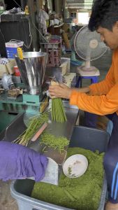 ธูปไล่ยุงสีเขียว สูตรออแกนิค กลิ่นตะไคร้หอม ครึ่งโล330ก้าน+++ใช้ยาวๆ