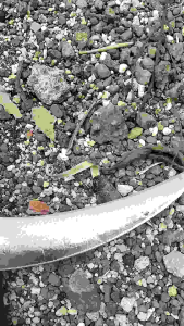 arit rumput model celurit bahan baja pirasli buatan pande tradisional Madura disepuh memakai media air dijamin tajam sampai kecilarit ini bisa buat ranting pohon dan lainnya rumput gajahan sangat cocok sekali