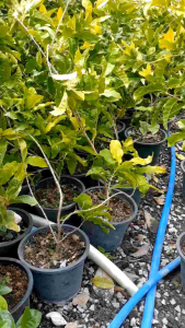 พวงครามขาว ต้นสูง 1.00 เมตร ต้นสวยและแข็งแรง (กทม)