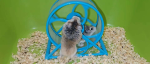 Crystal clear silent hamster running wheel with teardrop-shaped wooden base diameter 15cm and 12.5cm