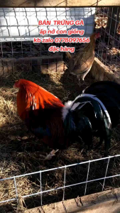 TRẠI GÀ THÀNH ĐÔNG LONG AN . TRỨNG GÀ GIỐNG LỚN KÝ .10 TRỨNG GÀ NÒI ẤP NỞ CON GIỐNG . TẶNG THÊM 02 TRỨNG .