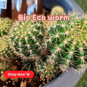 ผลิตภัณฑ์ปู๋ย Cactus แคคตัส (Cactus Fertilizer) น้ำหมักชีวภาพ 🌵กระบองเพชร🌵 ไม้อวบน้ำ เพิ่มหัว เร่งดอก ใช้งานง่ายเห็นผลชัดเจน