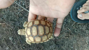 Kura sulcata 2.3inci ++/3inci /6 inci offer(100%warranty)