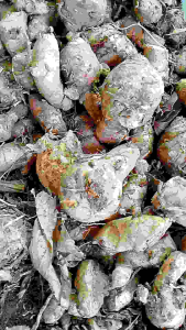 TEMULAWAK/KONENG GEDE SEGAR FRESH 1kg