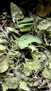Daun pegagan kering alami / teh pegagan/antanan kering asli