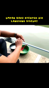 Umpan Jadi Jasumon Kinoy dan Essen Jasumon 30ml